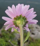 Aster alpinus