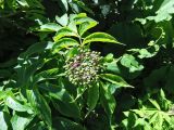 Sambucus miquelii. Верхушка побега с незрелыми плодами. Курильские о-ва, Кунашир, окр. дачного пос. Третьяково. 17 июля 2015 г.