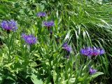 Centaurea nigrofimbria