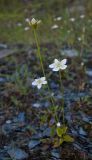 Parnassia palustris