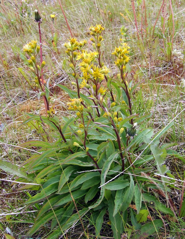 Image of Solidago virgaurea ssp. lapponica specimen.