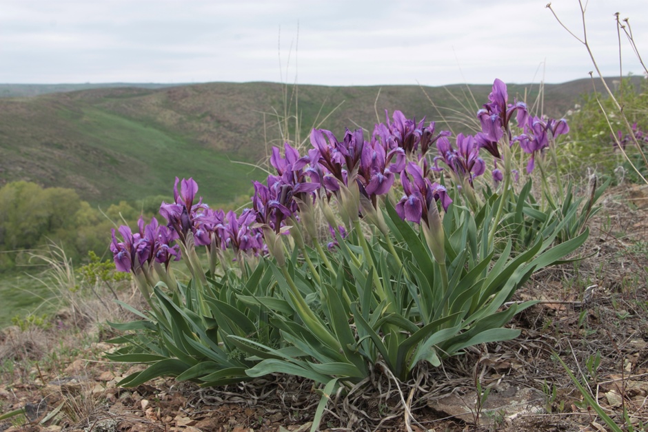 Изображение особи Iris glaucescens.