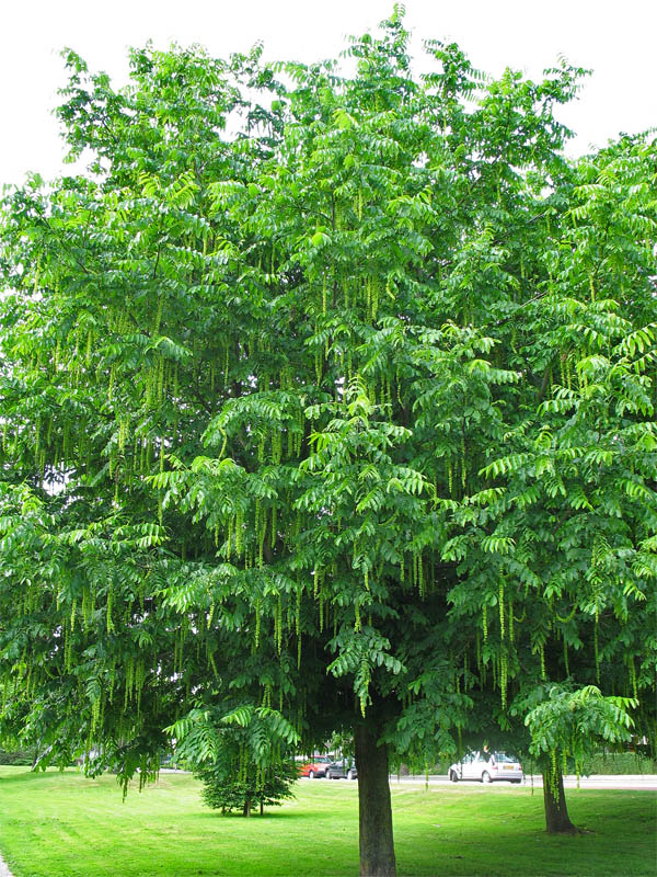 Изображение особи Pterocarya fraxinifolia.