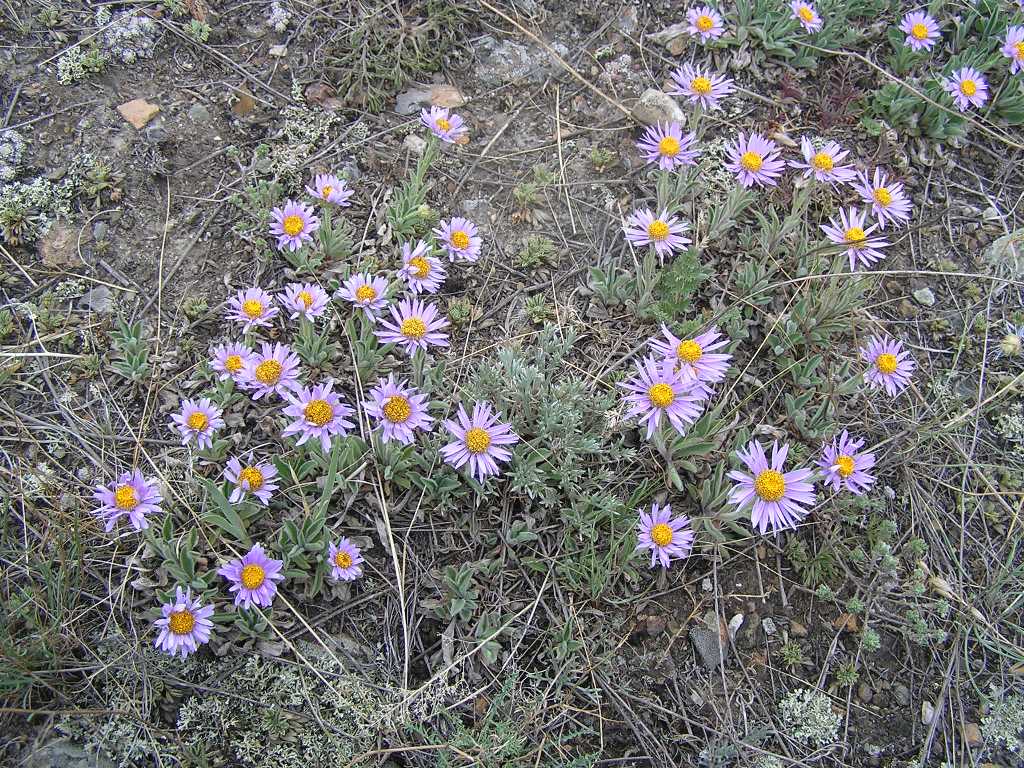 Изображение особи Aster serpentimontanus.