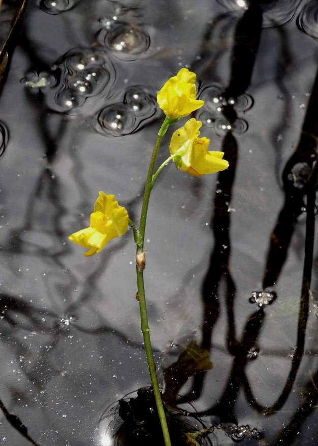 Изображение особи Utricularia macrorhiza.