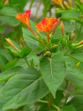 Mirabilis jalapa