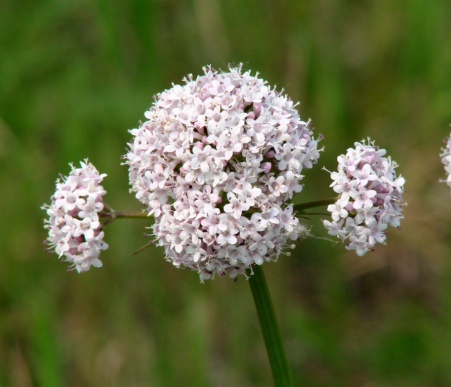 Изображение особи Valeriana alternifolia.