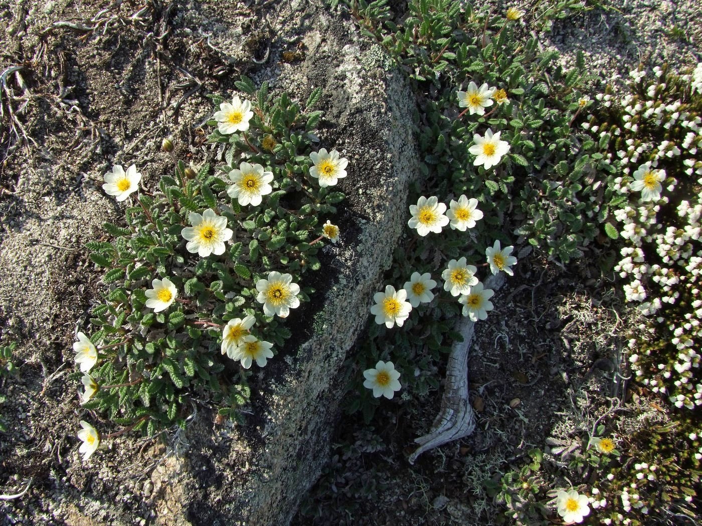 Изображение особи Dryas ajanensis.