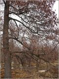 Alnus glutinosa. Цветущее дерево. Чувашия, окр. г. Шумерля, лес возле Низкого поля. 13 апреля 2010 г.