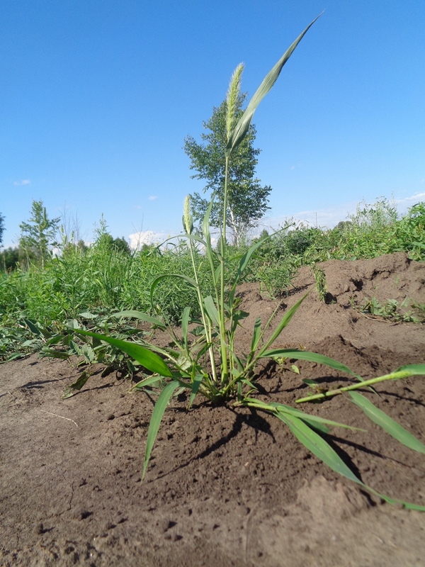 Изображение особи Alopecurus pratensis.