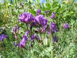 genus Oxytropis