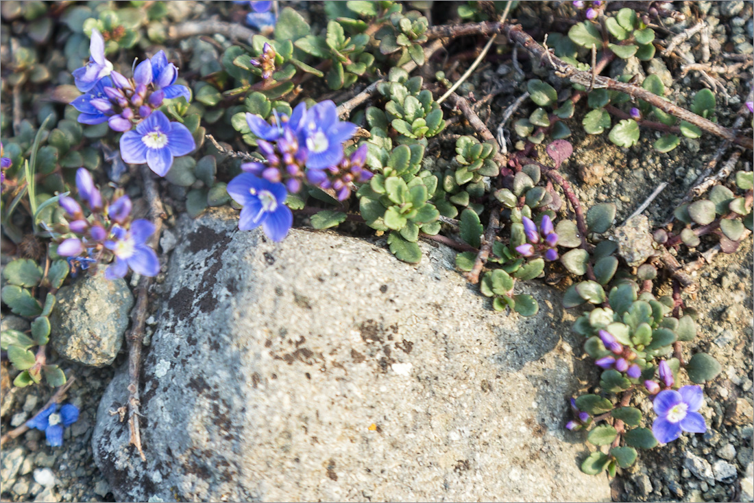 Изображение особи Veronica liwanensis.