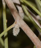 Hakea scoparia