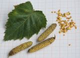 Betula papyrifera. Лист, соплодия и плоды-орешки с семенными чешуями. Нижний Новгород, газон, в культуре. 24.10.2017.