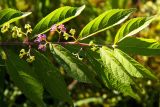 род Callicarpa