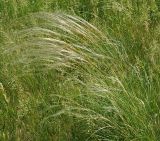 род Stipa