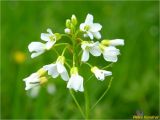 Cardamine pratensis. Соцветие. Украина, Львовская обл., Сколевский р-н, национальный природный парк \"Сколевские Бескиды\", окр. с. Каменка, луг на склоне горы. 26.04.2018.