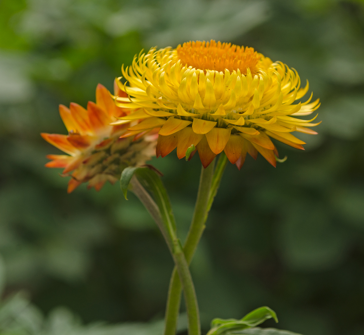 Изображение особи Xerochrysum bracteatum.