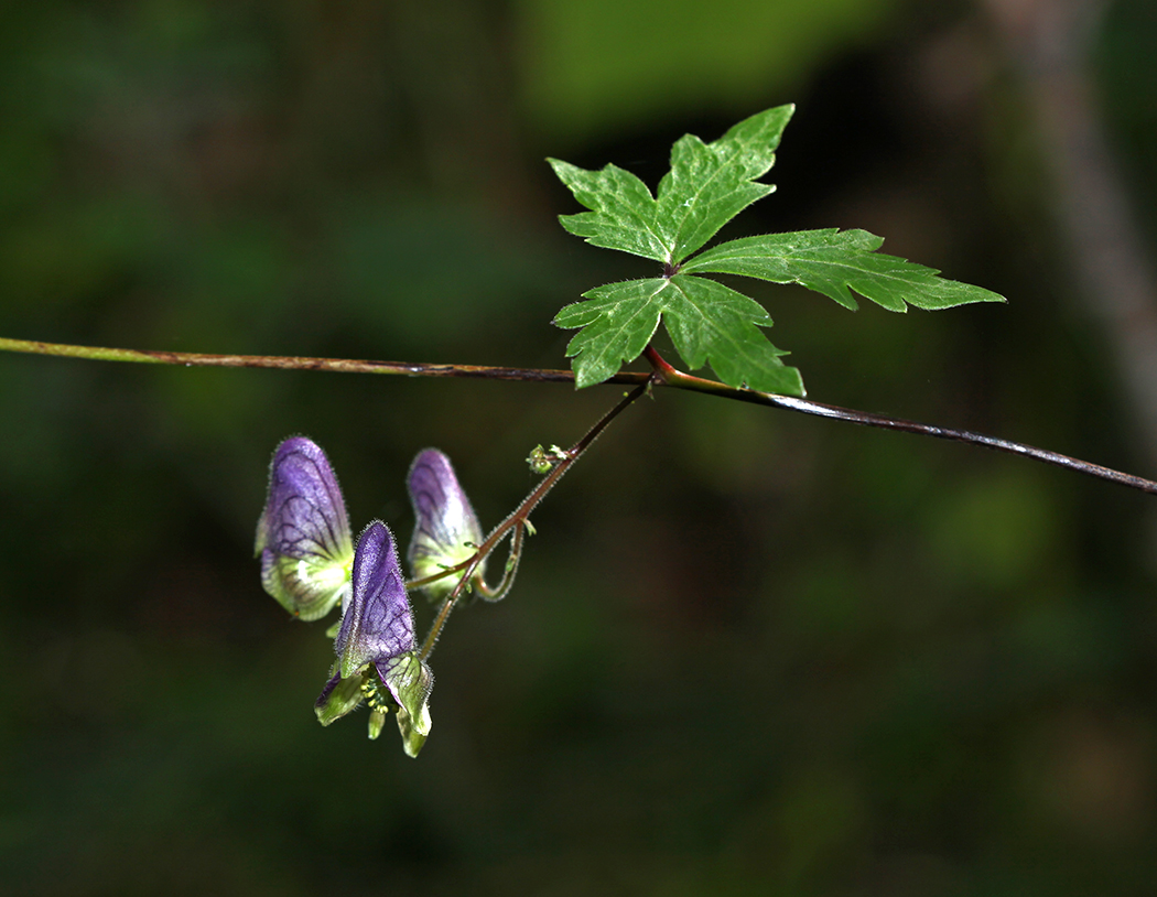 Изображение особи Aconitum stoloniferum.