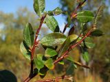 Salix saxatilis. Верхушка ветви с листьями в осенней окраске. Магаданская обл., окр. г. Магадан, долина в низовье р. Магаданка, ивняк. 11.09.2018.