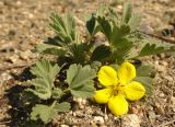 Potentilla acaulis