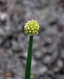 Allium altaicum