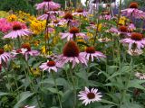 Echinacea purpurea