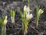 Crocus chrysanthus. Расцветающие растения. Мурманск, жилой р-н Росляково, в культуре. 10.05.2019.