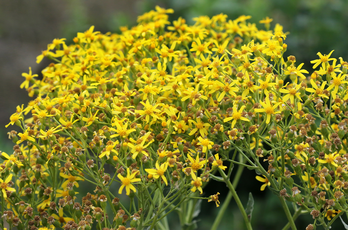 Изображение особи Senecio schwetzowii.