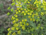 Bupleurum woronowii. Соцветие. Краснодарский край, окр. г. Новороссийск, хр. Маркотх, пер. Андреевский, каменистый склон, среди Thymus helendzhicus. 07.08.2019.