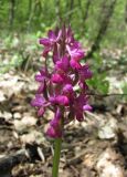 Dactylorhiza romana подвид georgica. Соцветие. Дагестан, окр. г. Дербент, лес. 23.04.2019.