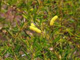 род Acacia. Верхушка веточки с соцветиями. Австралия, северо-западный Квинсленд, возле асфальтированного участка дороги Riversleigh Rd. юго-восточнее национального парка Boodjamulla (Lawn Hill). Конец сухого сезона (сезон gurreng). 13.10.2009.