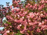 Prunus serrulata. Часть кроны цветущего дерева. Нидерланды, провинция Гронинген, г. Гронинген, в озеленении. 4 мая 2006 г.