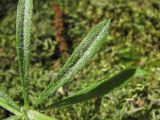 Galium aparine. Листья, поражённые Erysiphe galii(?). Краснодарский край, Абинский р-н, окр. пос. Новый, лес. 27.05.2020.