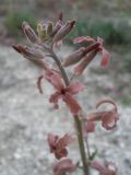 Matthiola fragrans