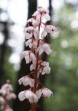 Pyrola incarnata