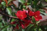 Chaenomeles speciosa