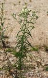 Achillea ptarmicoides