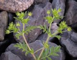 Potentilla supina подвид paradoxa. Верхушка веточки с бутонами. Пермский край, Кунгурский муниципальный округ, с. Моховое, станция Иренский, между железнодорожными путями. 04.06.2023.