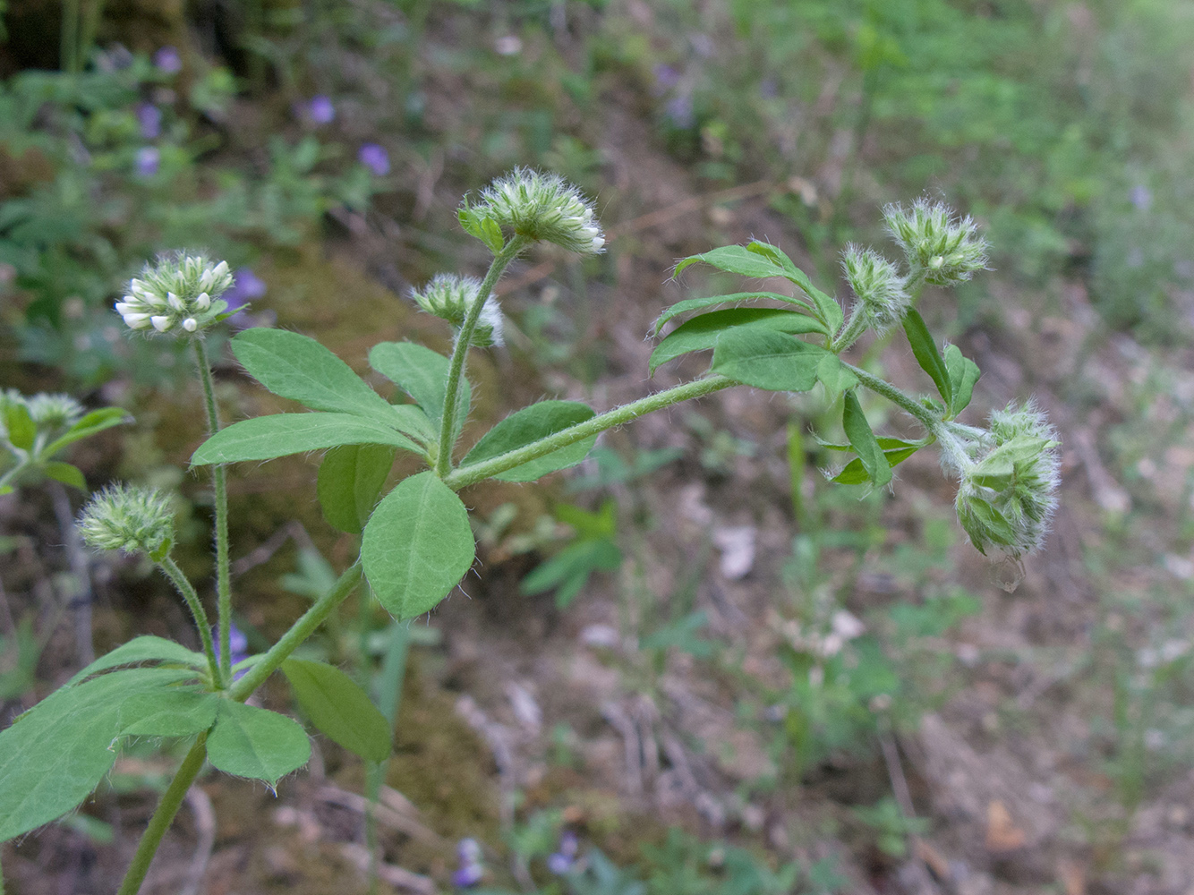 Изображение особи Dorycnium graecum.