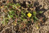 Potentilla humifusa