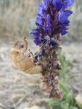 Salvia tesquicola