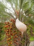 Butia capitata