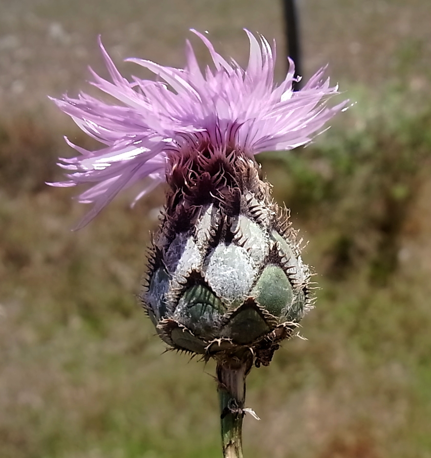 Изображение особи Centaurea cephalariifolia.