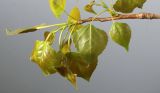 Populus &times; canadensis