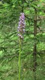 Dactylorhiza baltica