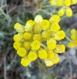 Helichrysum stoechas. Соцветие. Испания, Каталония, Барселона, монастырь Монтсеррат, у тропы по склону горы. 25.06.2012.