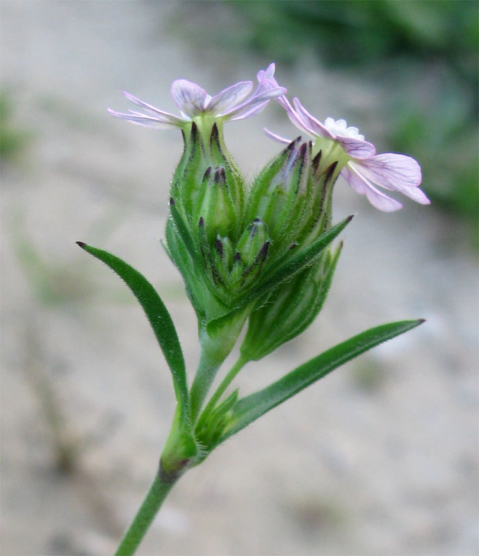 Изображение особи Silene apetala.