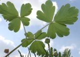 Aquilegia vulgaris