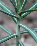 Euphorbia lathyris